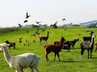 澳大利亚职业教育和培训行业资金短缺。技术移民人数锐减。