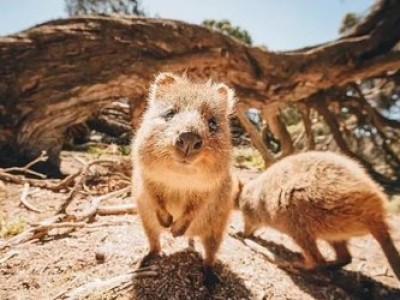 详细分析澳大利亚过桥签证!包含种类,作用以及区别。